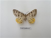 藏品(尺蛾123.a)的圖片